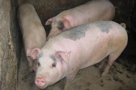 如何干掉中国养殖业，又是美帝的一个圈套?