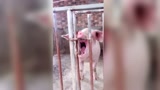 养猪场的“二师兄”快成精了！