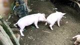 12萌猪崽！打架抢奶，睡觉叠罗汉！