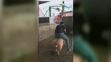 当年我还在养猪的时候，怎么就不知道猪还能这样玩！