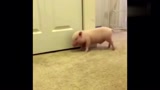 小香猪是吃可爱长大的 ：又骗我养猪！