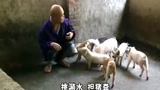 养猪大哥好有才！这歌改的太到位了！