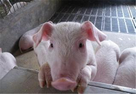 丹育提出全新育种指标mDGLB30