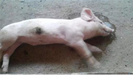 八种猪皮肤颜色，对应这几种猪病？值得养猪人收藏！