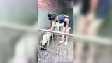 很难相信这个身材姣好的大姐会甘心在家养猪！