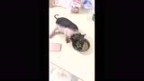 看完这个视频，以后说啥也不养猪！