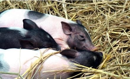 未来4年，这10个区域的养猪业将被重点治理！