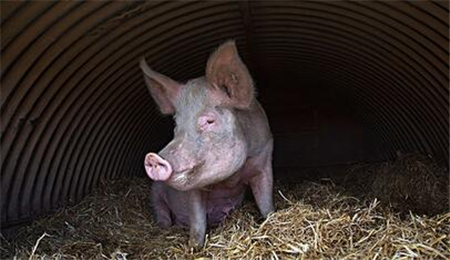 硕腾：卖“兽药”如何做出2800亿市值？