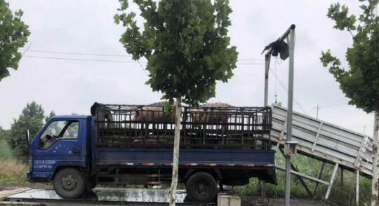 法院强制腾空养猪场，背后原因却让人大跌眼镜！