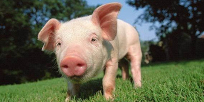 华东地区养殖户注意！10号台风“安比”将从江浙沿海登陆