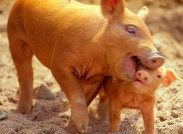 致养猪人：行情好时你是老板，陷入困境时期你是什么？