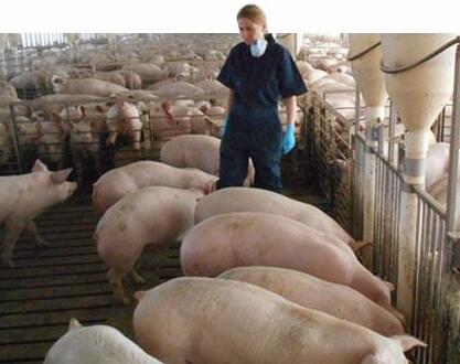 董广林：猪场的人才荒，猪场的老板内心伤!