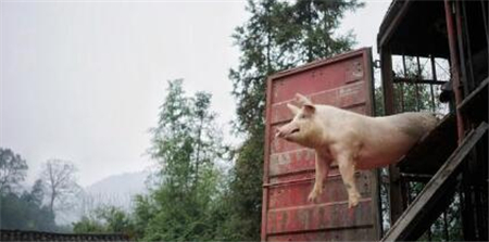 未来猪场的9种淘汰方式，最后一种太心酸无奈！