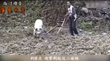 你见过用猪耕田的吗？
