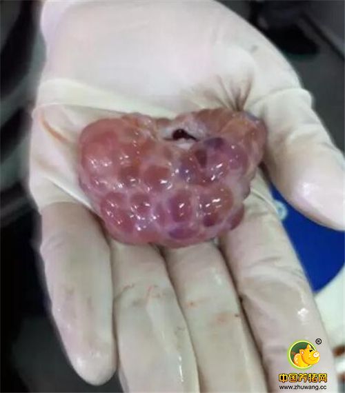 猪卵巢及卵泡的认识 图片+文字！