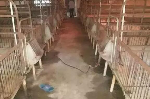 悲痛！河南猪场一工人冲洗猪圈时疑似触电身亡，安全生产应该警钟长鸣！