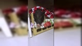 买了宠物猪，老板说长不大的，如今却霸占的“地盘”！