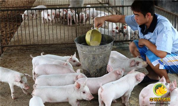 农村小哥夏天这样养猪，养出来的猪又肉又重，赶紧学起来！