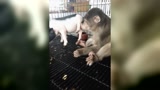 都贬为原形了，猴跟猪之间还是没个消停 ！