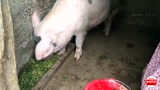70岁的农村老人在家养猪，这种山猪不喂饲料，很多人都想买！