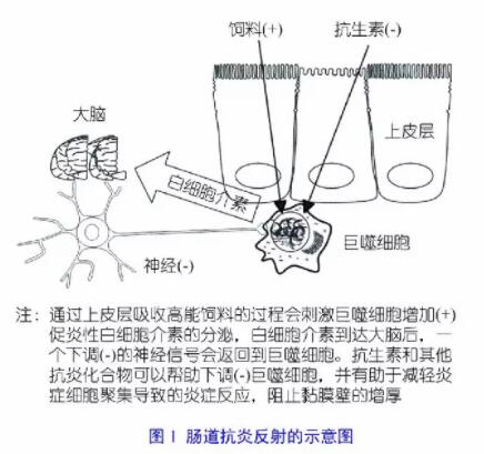 为什么抗炎类化合物才是替代饲用抗生素的解决办法？