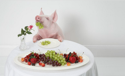 疫苗风波未平！兽药又出问题！人药兽用正危害着养殖业！