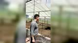 养猪场趣事：这样的“人工授精”还是第一次见！