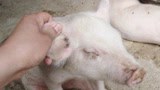 养猪技术：猪坏死性皮炎治起来这么简单？