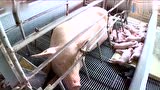 视频揭秘：美国高级生猪饲养技术！
