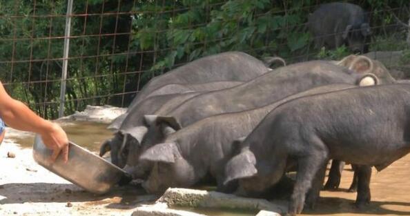 猪肉价格像过山车，但他养的猪始终能挣到钱，怎么做到的?