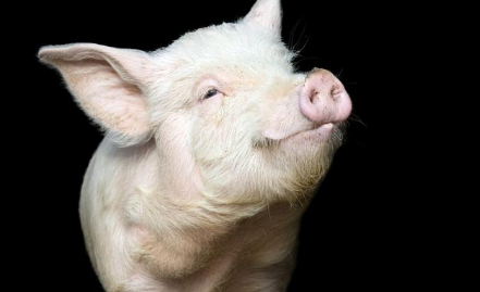 兽药行业再度迎来大检查，全面覆盖所有兽药生产企业