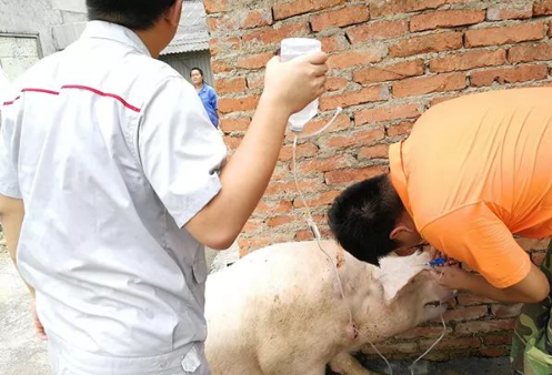 福建一高校学生实习养猪，“看到第一眼就被圈粉”