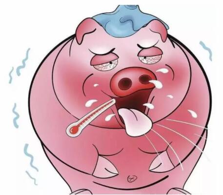 夏季猪咳嗽高烧怎么办，这里有妙招！