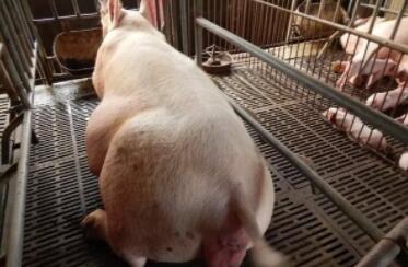 养猪绝招：跟我3步走，母猪便秘不再有！