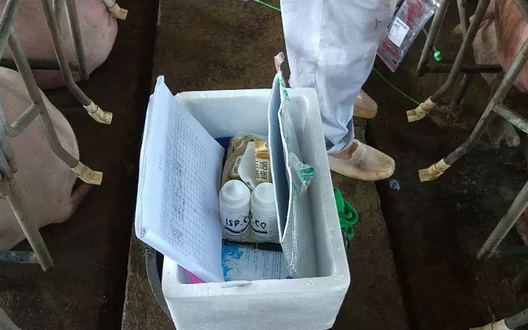 如何正确地进行人工授精（深部输精）操作？