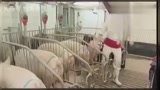 新发现！养猪场一个人和公猪的活儿，小伙子自己就干了！