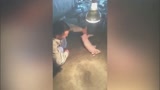 养猪场一只小奶猪睡得死沉死沉的, 主人叫了半天才弄醒！