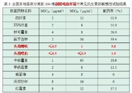 养猪人注意：头孢治疗猪病的3大误区，你别再中招了！