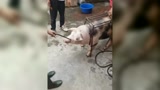 农村大叔杀猪，拿出一个铁架子，猪想挣扎都没机会了！