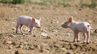 养好“脱贫猪”致富有奔头？发展了适合的产业……