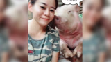 养猪的最高境界！
