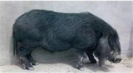 养了这么多年的猪，知道中国八大名猪吗？