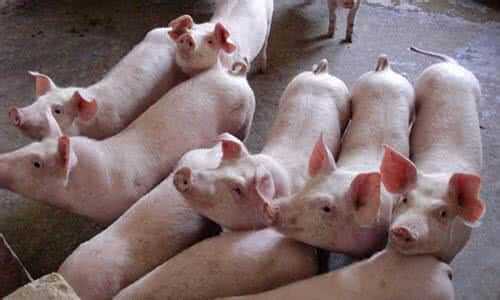 互害式的中国人？茅台药酒？天价抗癌药？伪劣疫苗？