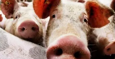 猪价涨势蔓延南北，建议适重逢高分批出栏