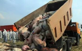 勿恐慌！农业农村部：已经暂停沈阳市全市生猪调出！