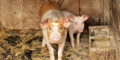 最新：农业农村部专家这样预判四季度猪价走势...