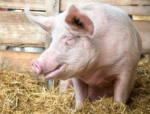 供应+消费淡季猪价持续上涨，冻肉、走私成最大推力！