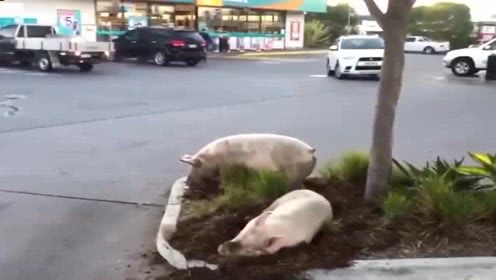 路边跑来两头猪，看样子是无家可归了!