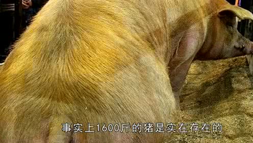 究竟是头怎样的猪？让人开价30万买，养猪人居然还不卖！