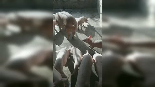 养猪苦，养猪累，这价养猪真白费起早又贪黑！